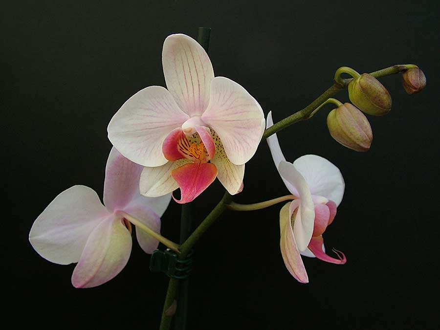 Орхідея Фаленопсис вирощена вдома