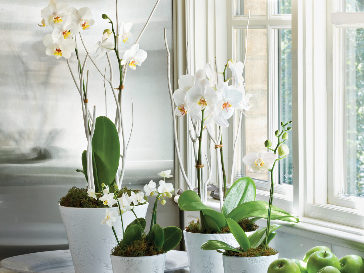 Орхідея Фаленопсис вдома