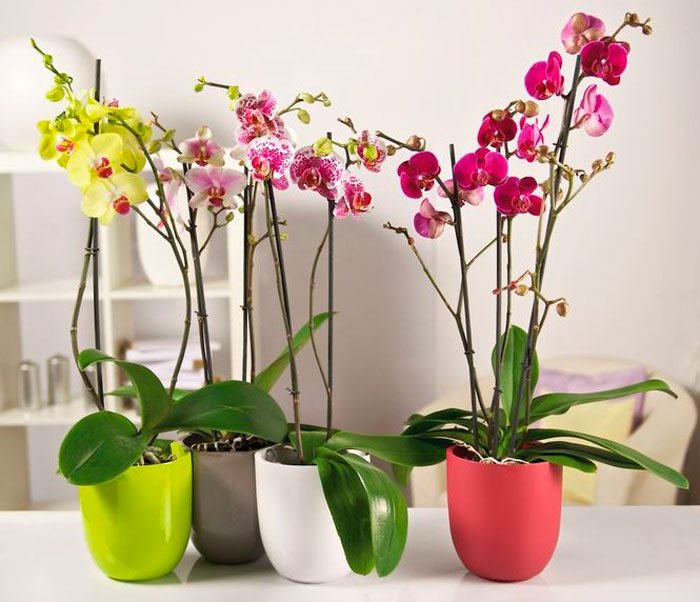 Орхідеї в домашніх умовах