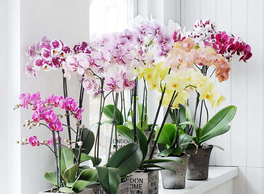 Орхідеї доглянуті в домашніх умовах