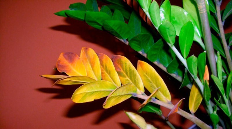 Чому жовтіє листя заміокулькаса