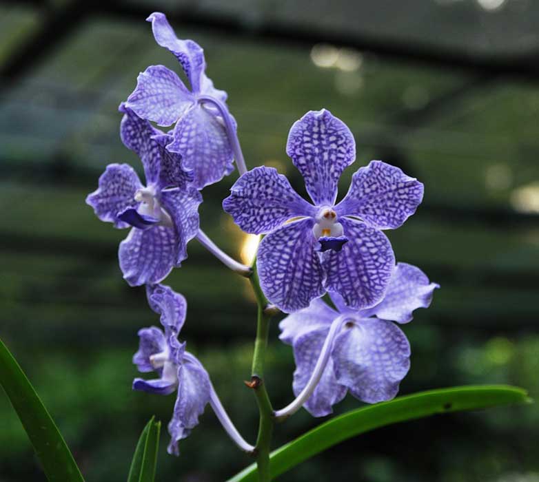 Квіти орхідеї ванда