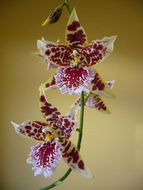 Цвітіння орхідеї камбрія