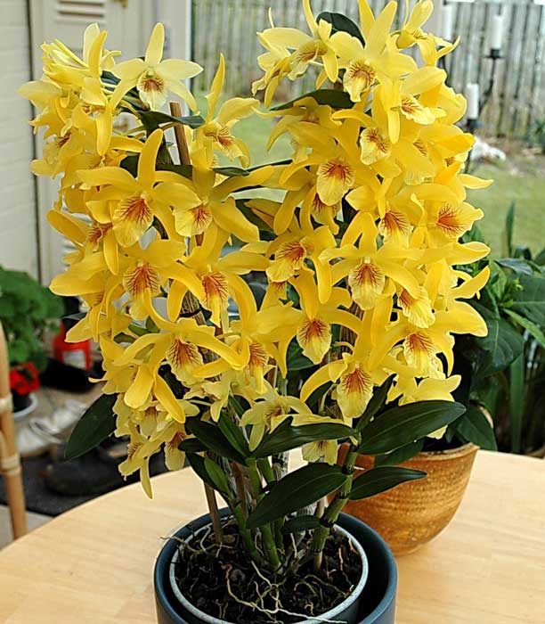 Цвітіння орхідеї дендробіум