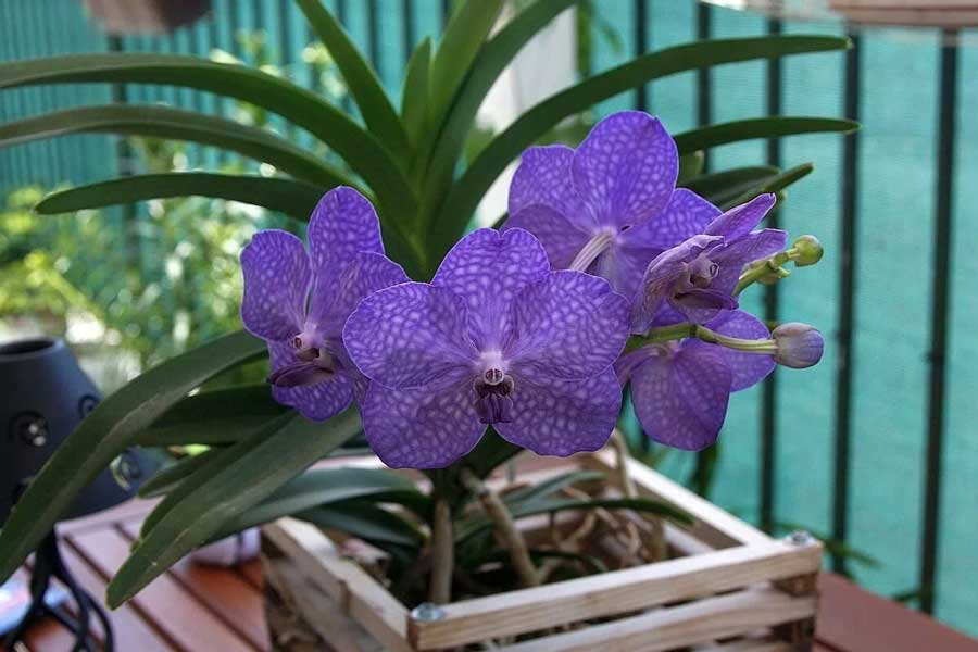 вирощування орхідеї ванда