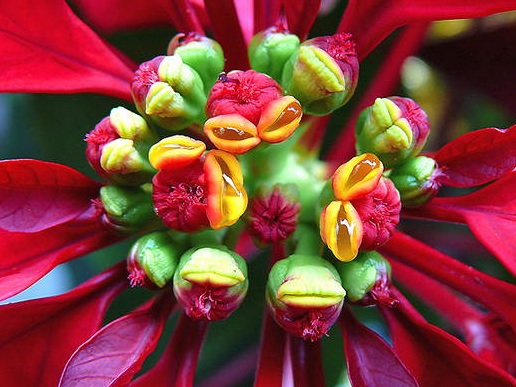 Цвіт пуансетії