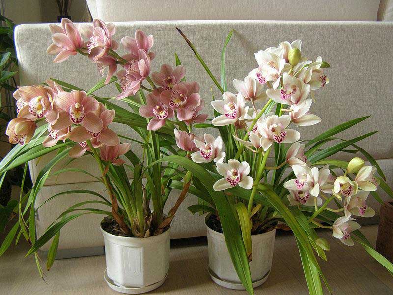 Догляд за орхідеєю цимбідіум
