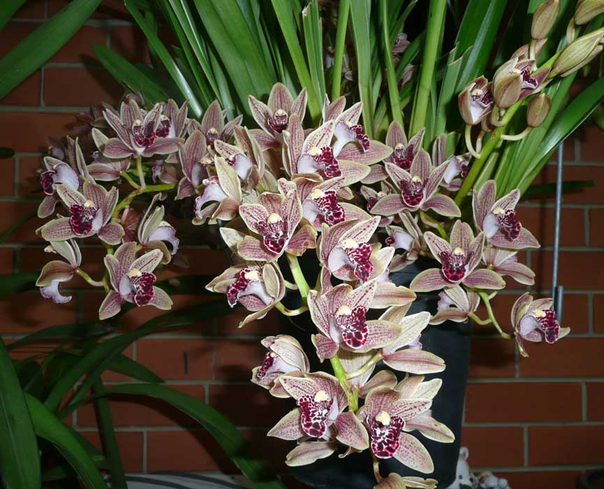 Ланцетолтста орхідея цимбідіум