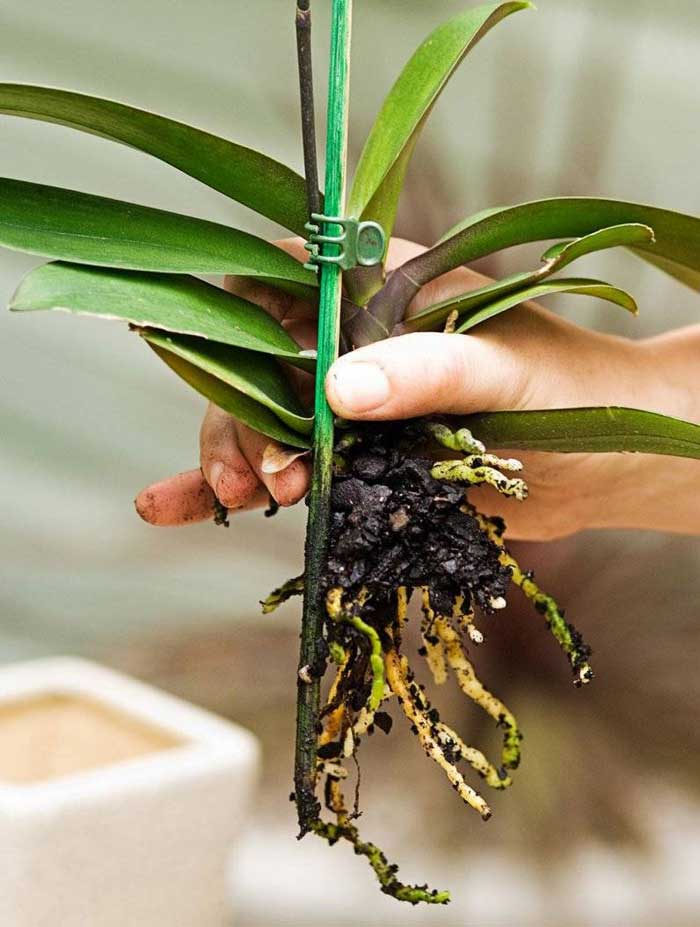 Розмноження орхідеї цимбідіум
