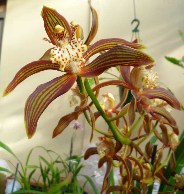 Орхідея цимбідіум трейсі