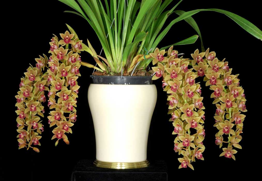 Внесення добрив до орхідеї цимбідіум