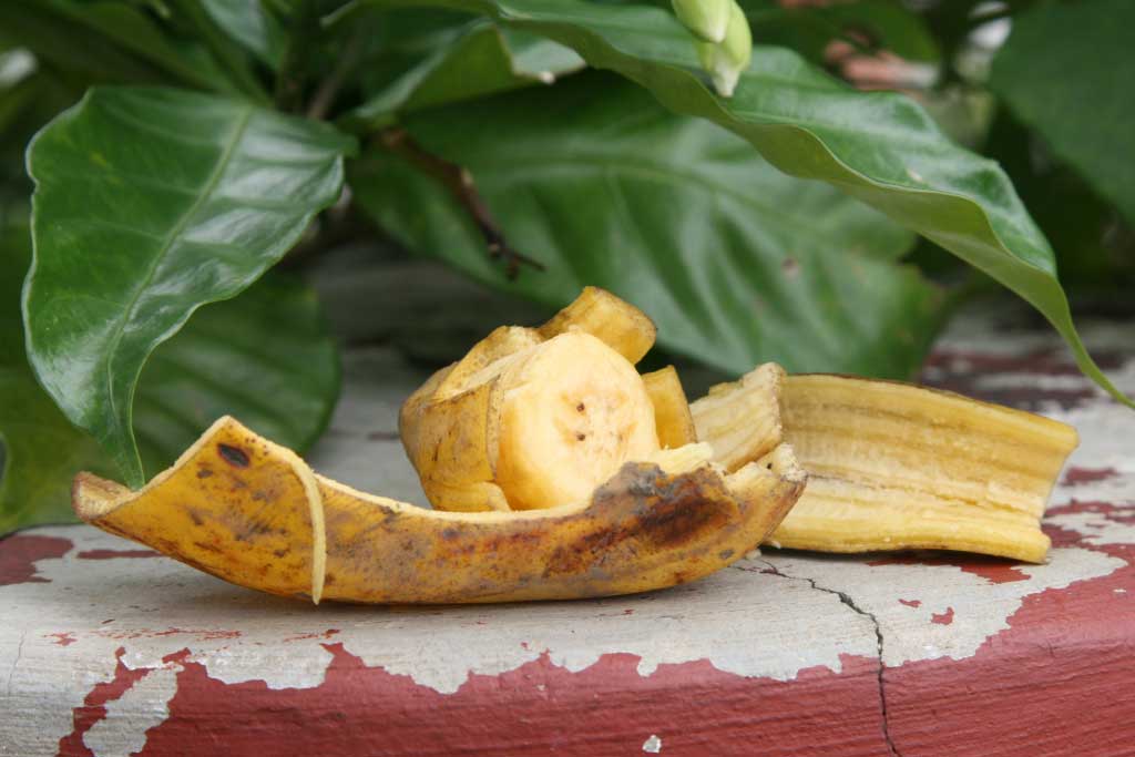 Підживлення вазонів з бананової шкірки