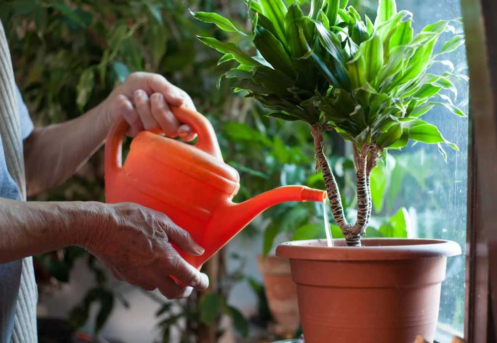 Як поливати кімнатні рослини навесні