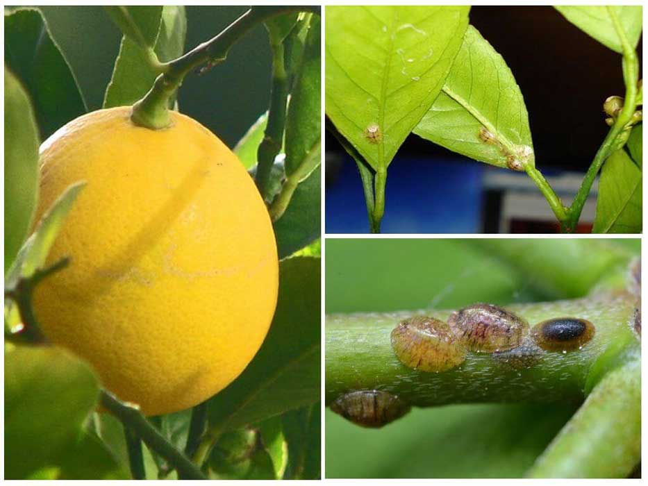 Щитівка на лимоні