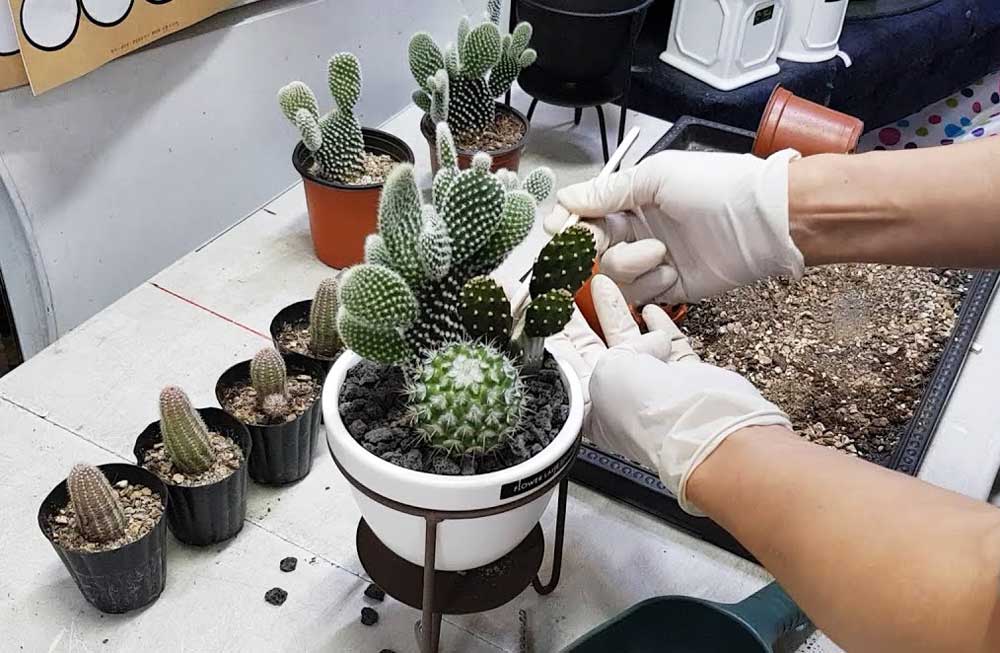 Як розмножити кактус живцями