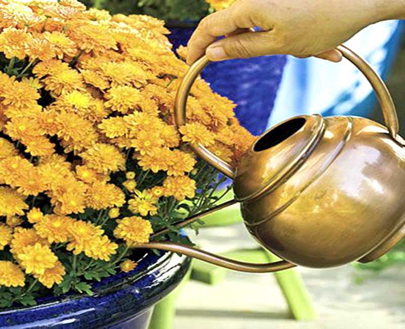 Як поливати хризантему