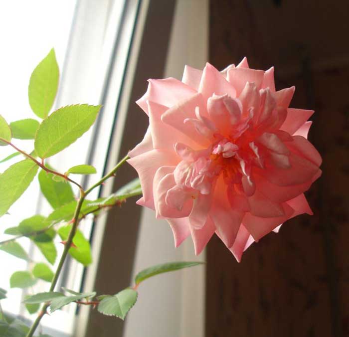 Бенгальська троянда