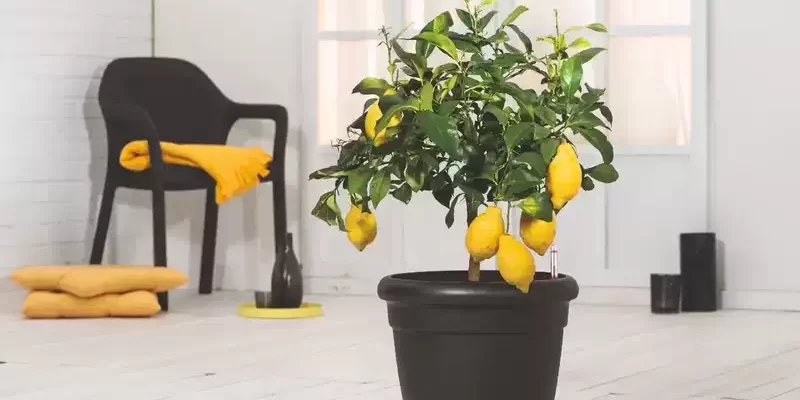 Природна зона де росте лимон