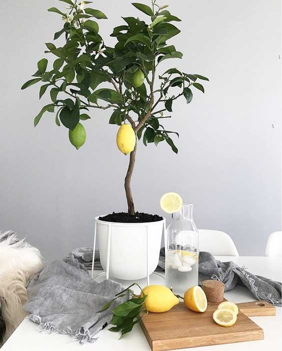 Як правильно виростити лимон з кісточки
