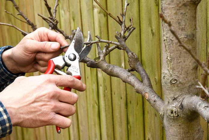 Як правильно обрізати фруктові дерева