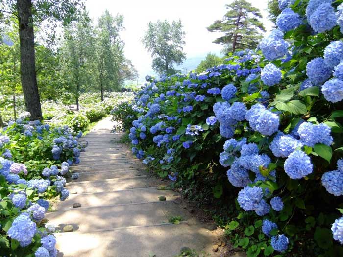 Гортензія синя в саду