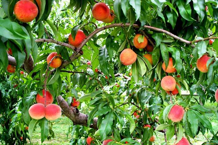 Опис персикового дерева