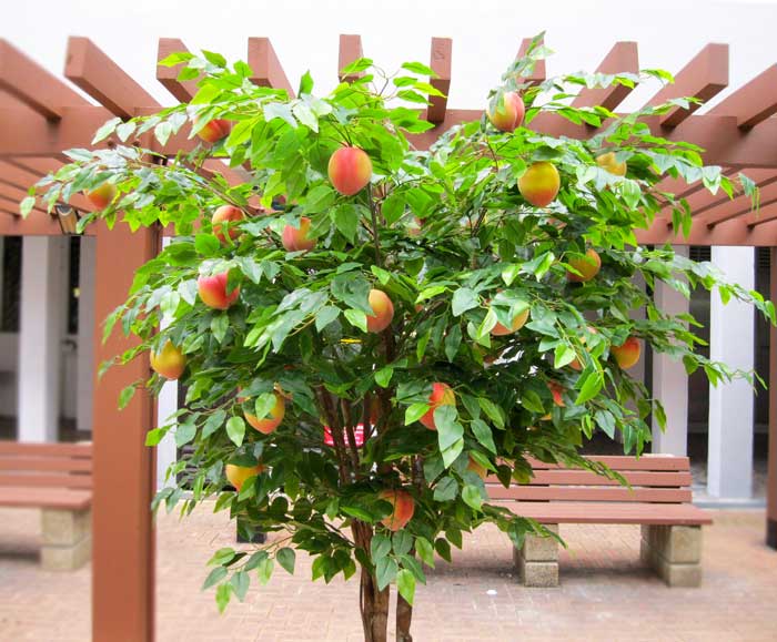 Саджанець персика