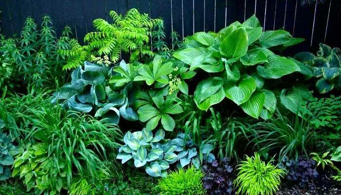 Тіньолюбні рослини для саду