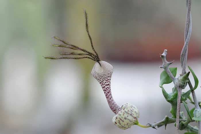 Квітка Церопегії