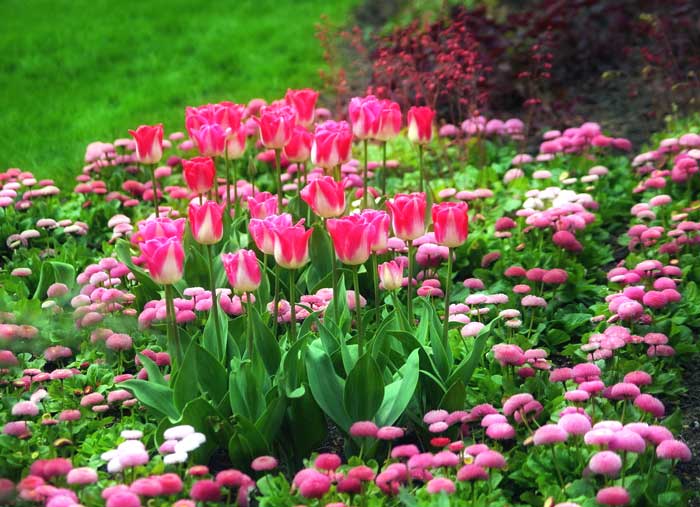 Розташування тюльпанів в квітнику