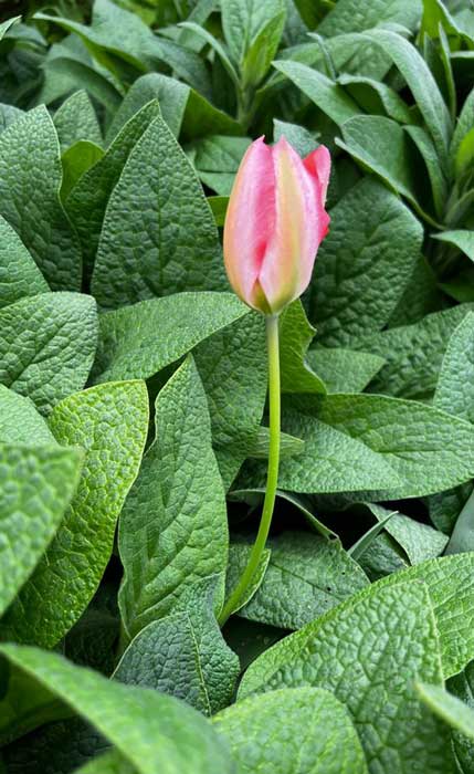 Зовнішній опис тюльпана