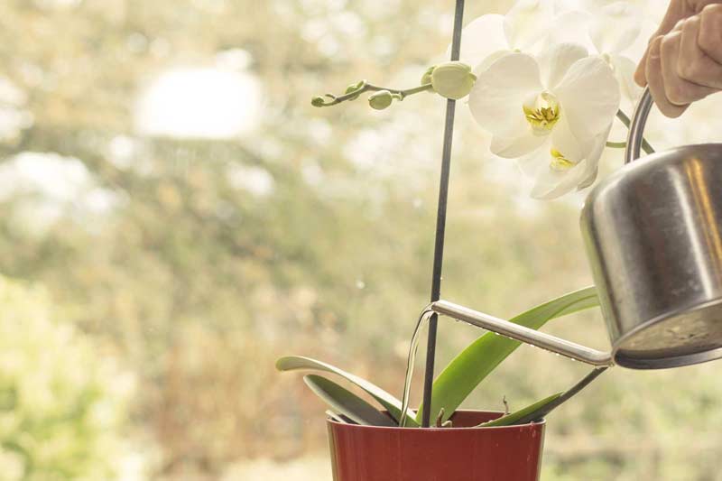 Чим поливати орхідею