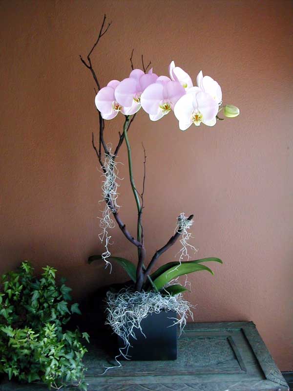 Вирощування орхідеї