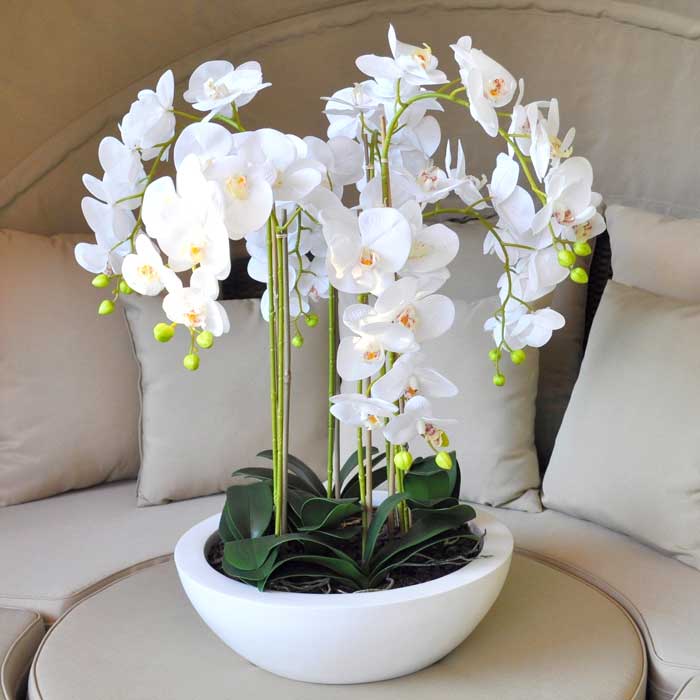 Розмноження орхідеї з квітконоса